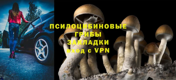 стаф Аркадак